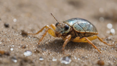 blurry, no humans, depth of field, animal, bug, realistic, antennae