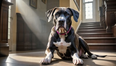 HQ,blue eyes,day,tongue,indoors,tongue out,collar,no humans,window,shadow,animal,sunlight,dog,light rays,stairs,realistic,leash,door,animal focus,red collar,animal collar,looking at viewer,brown eyes