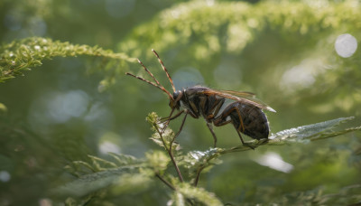 outdoors, blurry, tree, no humans, depth of field, moon, bug, nature, antennae