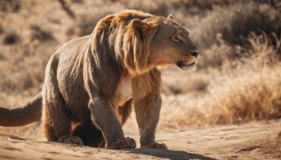 solo,closed mouth,full body,closed eyes,outdoors,signature,blurry,from side,no humans,depth of field,blurry background,animal,realistic,animal focus,profile,cat,sand,brown theme