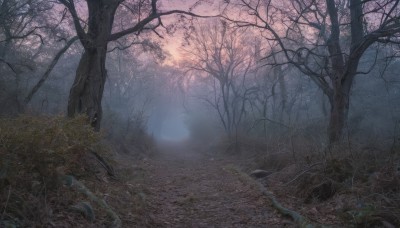 outdoors,sky,tree,no humans,night,grass,plant,nature,scenery,forest,bare tree,fog,water,sunlight,fantasy,dark,landscape,path