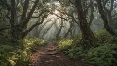 outdoors, day, tree, no humans, sunlight, grass, plant, nature, scenery, forest, road, path