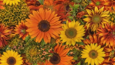 flower,outdoors,no humans,leaf,traditional media,plant,red flower,scenery,yellow flower,sunflower,field,flower field,orange flower,still life,1girl,from above,orange theme