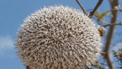 outdoors,sky,day,cloud,blurry,tree,blue sky,no humans,depth of field,plant,scenery,branch,still life,blurry background,bird,animal,from below,spikes,blurry foreground,realistic,animal focus,bare tree