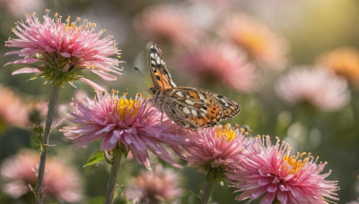 flower, outdoors, day, blurry, no humans, depth of field, blurry background, bug, butterfly, pink flower, realistic, still life