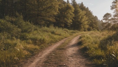 outdoors,day,tree,no humans,bird,grass,plant,nature,scenery,forest,road,bush,path,sky,cloud,blue sky,field,landscape