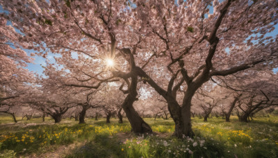 flower, outdoors, sky, day, cloud, tree, blue sky, no humans, sunlight, grass, cherry blossoms, scenery, sun