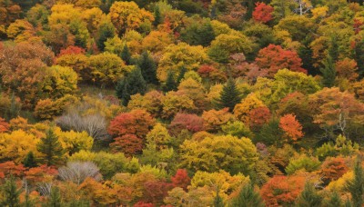 outdoors,signature,tree,no humans,leaf,traditional media,grass,nature,scenery,forest,painting (medium),autumn leaves,autumn,day,artist name