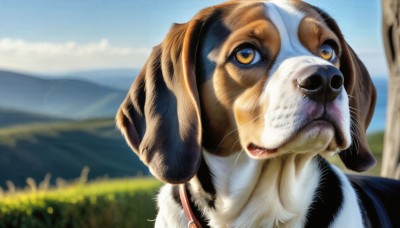 HQ,solo,looking at viewer,brown eyes,outdoors,sky,day,cloud,blurry,collar,tree,blue sky,no humans,depth of field,blurry background,animal,grass,dog,mountain,realistic,animal focus,whiskers,yellow eyes,portrait