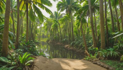 outdoors,day,tree,no humans,leaf,beach,sunlight,grass,plant,nature,scenery,forest,sand,palm tree,bush,water,rock