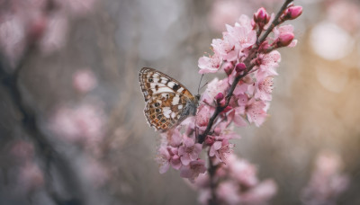 flower, outdoors, blurry, tree, no humans, depth of field, blurry background, bug, cherry blossoms, butterfly, scenery, pink flower, branch, still life