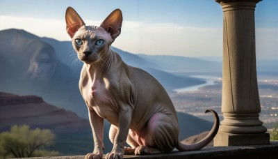 HQ,solo,looking at viewer,blue eyes,outdoors,sky,day,blurry,tree,blue sky,no humans,blurry background,animal,cat,building,scenery,mountain,realistic,animal focus,pillar,whiskers,tail