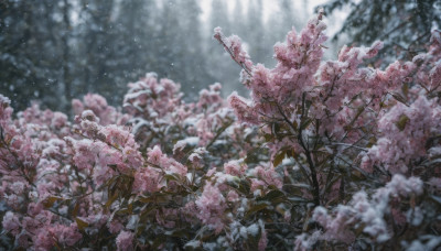 flower, outdoors, sky, day, blurry, tree, no humans, depth of field, sunlight, cherry blossoms, nature, scenery, branch, spring (season)