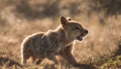 solo,open mouth,blue eyes,outdoors,cloud,signature,blurry,from side,tree,no humans,depth of field,blurry background,animal,fangs,grass,realistic,animal focus,whiskers,sky,profile,mouse