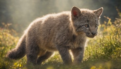 solo,looking at viewer,brown eyes,closed mouth,full body,flower,outdoors,day,signature,blurry,no humans,depth of field,blurry background,animal,cat,grass,realistic,animal focus,whiskers,dandelion