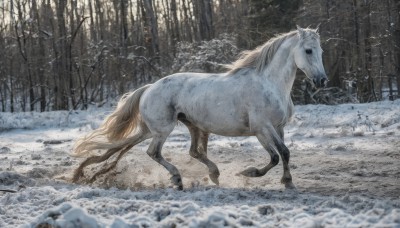 outdoors,tree,no humans,animal,nature,scenery,snow,forest,snowing,realistic,winter,horse,bare tree,blurry