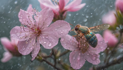 flower, outdoors, wings, blurry, petals, no humans, depth of field, animal, bug, cherry blossoms, pink flower, flying, realistic, antennae