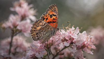 flower, blurry, no humans, depth of field, blurry background, bug, white flower, cherry blossoms, butterfly, realistic, branch, still life