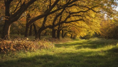 outdoors,sky,day,tree,no humans,leaf,sunlight,grass,nature,scenery,forest,autumn leaves,autumn,path,landscape