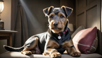 HQ,solo,brown eyes,lying,indoors,bag,collar,pillow,no humans,bed,animal,on bed,table,curtains,dog,realistic,lamp,bedroom,animal focus,red collar,animal collar,looking at viewer,blurry,book,window,chair,sleeping,on stomach,alarm clock