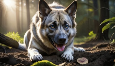 HQ,solo,looking at viewer,open mouth,outdoors,food,day,tongue,signature,tongue out,blurry,tree,no humans,depth of field,blurry background,animal,leaf,fangs,sunlight,plant,on stomach,nature,claws,forest,dog,realistic,animal focus,yellow eyes,lying