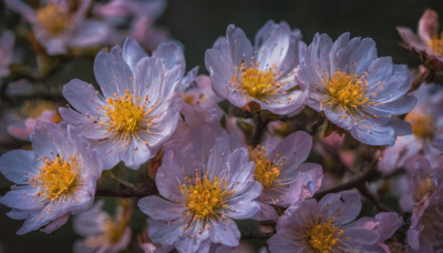 flower, blurry, no humans, depth of field, blurry background, white flower, scenery, realistic, branch, still life