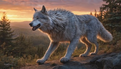 solo,open mouth,standing,outdoors,sky,cloud,tree,no humans,animal,fangs,grass,nature,scenery,claws,forest,sunset,dog,rock,mountain,realistic,animal focus,twilight,wolf,full body,signature,cloudy sky