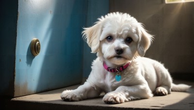 HQ,solo,looking at viewer,blue eyes,closed mouth,heart,indoors,collar,no humans,animal,sunlight,dog,light rays,realistic,door,animal focus,red collar,animal collar