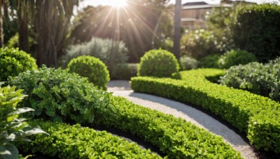 outdoors,day,tree,no humans,sunlight,grass,plant,building,nature,scenery,forest,light rays,road,bush,house,path,blurry,depth of field,leaf,lens flare,sunbeam,dappled sunlight