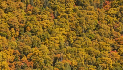 1girl,solo,black hair,standing,outdoors,tree,leaf,traditional media,nature,scenery,forest,autumn leaves,wide shot,autumn,orange theme,long hair,1boy,from above,grass,yellow theme,very wide shot