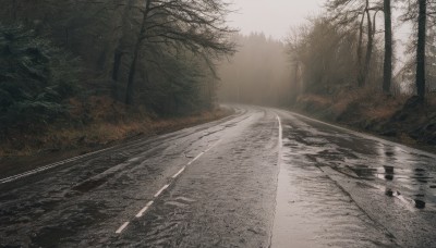 outdoors,water,tree,no humans,sunlight,grass,nature,scenery,forest,reflection,road,bare tree,river,landscape,puddle,fog,sky,day,bush,path