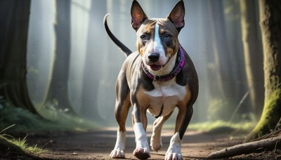 HQ,solo,looking at viewer,blue eyes,full body,outdoors,day,signature,blurry,collar,tree,no humans,depth of field,blurry background,animal,sunlight,grass,nature,forest,dog,realistic,animal focus,open mouth,standing,tongue,animal collar