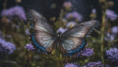 flower, outdoors, wings, blurry, no humans, night, depth of field, blurry background, animal, bug, butterfly, nature, purple flower, antennae, butterfly wings