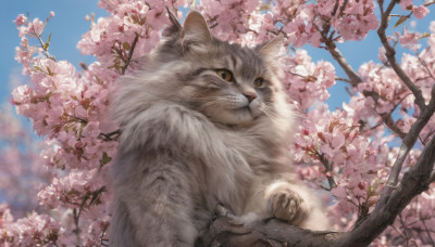 looking at viewer, outdoors, sky, day, blurry, tree, blue sky, no humans, animal, cat, cherry blossoms, realistic, branch, animal focus, spring (season)