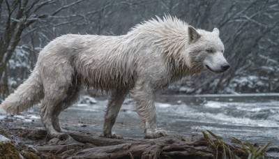 solo,outdoors,day,blurry,tree,no humans,animal,grass,nature,scenery,snow,forest,realistic,animal focus,winter,bare tree,wolf,signature,water,blurry background,claws,rock,snowing,bear