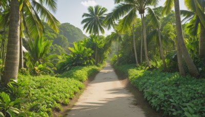 outdoors,sky,day,cloud,tree,blue sky,no humans,shadow,leaf,beach,sunlight,grass,plant,nature,scenery,forest,sand,palm tree,road,bush,shade,summer,cloudy sky,path