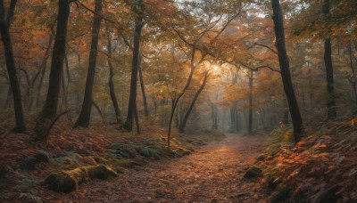 outdoors, day, tree, no humans, leaf, sunlight, nature, scenery, forest, rock, autumn leaves, autumn