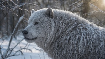 solo,looking at viewer,outdoors,blurry,black eyes,tree,no humans,depth of field,blurry background,animal,nature,snow,snowing,realistic,branch,animal focus,winter,bare tree,oversized animal,day,signature