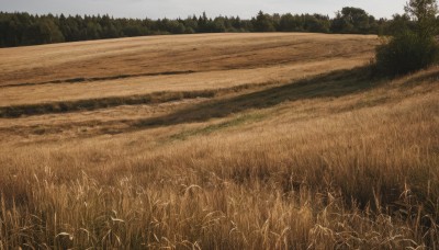 outdoors,sky,day,tree,no humans,grass,nature,scenery,forest,field,landscape,cloud,realistic