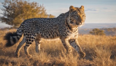 standing,tail,outdoors,sky,day,cloud,blurry,tree,blue sky,no humans,depth of field,blurry background,animal,grass,nature,scenery,realistic,animal focus,tiger,looking at viewer,full body,horizon,field