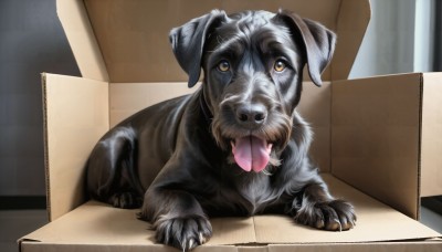 HQ,solo,looking at viewer,brown eyes,tongue,indoors,tongue out,collar,no humans,animal,box,dog,realistic,in container,animal focus,cardboard box,in box,chair