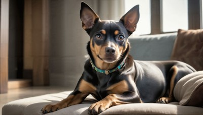 HQ,solo,looking at viewer,brown eyes,closed mouth,lying,indoors,collar,pillow,no humans,window,bed,animal,curtains,dog,realistic,animal focus,brown fur,jewelry,day,necklace,blurry,couch,animal collar