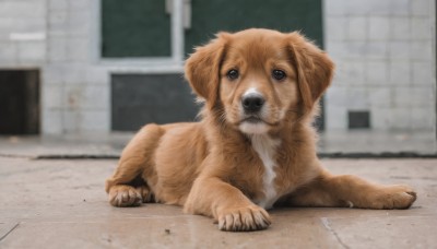 solo,looking at viewer,full body,outdoors,indoors,signature,blurry,black eyes,no humans,blurry background,animal,dog,realistic,animal focus,brown eyes,lying,day,window,depth of field,on stomach,building,claws