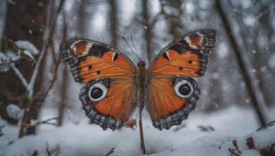 outdoors, wings, blurry, tree, no humans, bird, animal, bug, butterfly, nature, snow, forest, flying, snowing