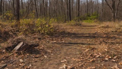 outdoors,day,tree,no humans,leaf,grass,nature,scenery,forest,rock,road,sky,bare tree,landscape,path