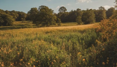 flower,outdoors,sky,day,cloud,tree,blue sky,no humans,grass,plant,nature,scenery,forest,road,field,landscape,path,flower field