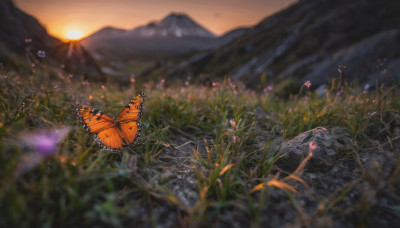 flower, outdoors, sky, blurry, no humans, depth of field, grass, bug, butterfly, nature, scenery, sunset, blurry foreground, mountain, sun, landscape, mountainous horizon