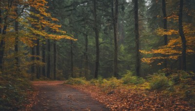 outdoors,day,tree,dutch angle,no humans,leaf,sunlight,grass,nature,scenery,forest,road,bush,autumn leaves,autumn,path