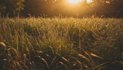 outdoors,sky,day,blurry,tree,no humans,depth of field,sunlight,grass,plant,nature,scenery,sunset,sun,field,traditional media,forest,wheat