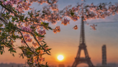 flower, outdoors, sky, cloud, blurry, tree, no humans, depth of field, scenery, sunset, sun, branch